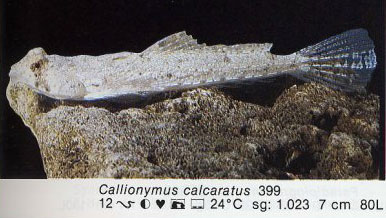 Callionymus calcaratus